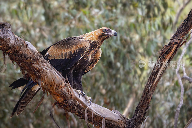 楔尾鹰(Aquila audax)